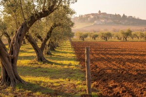 Prodaja državnog zemljišta u Istri