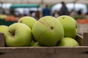 Prodaja jabuka na veliko i malo