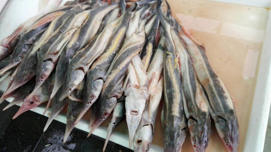 Zabranjen ribolov kečige od 1. januara 2019. godine!