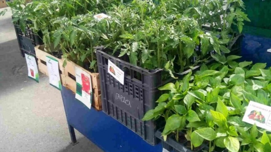 Studira agronomiju, a i prodaje rasad na pijaci