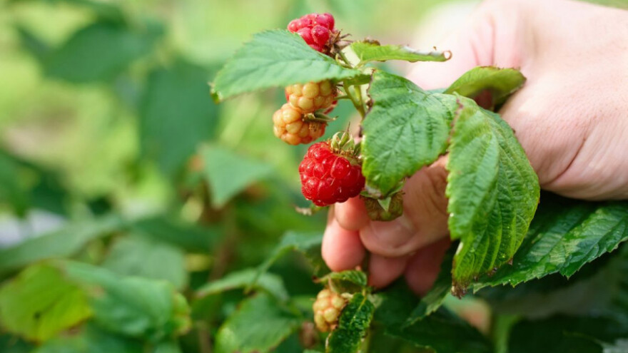 HEKO Bugojno organizira prodaju sadnica malina