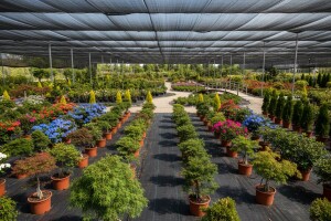 Prodajno-izložbeni rasadnik Hrvatskih šuma