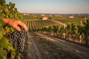 Prodaju se nadinski vinogradi