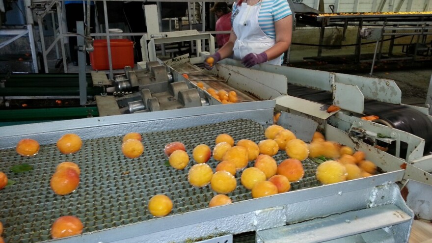 Bespovratna sredstva za razvoj prerađivačkih kapaciteta