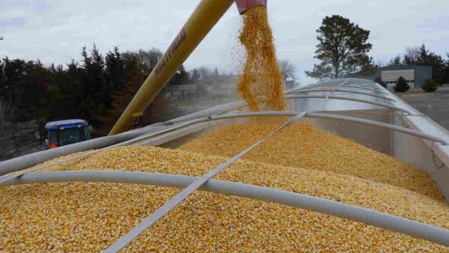 Rastu cene kukuruza i pšenice