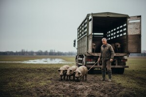 Produžen rok za interventni otkup