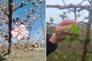 Produženo cvjetanje i padavine: Veliki rizik od monilioze
