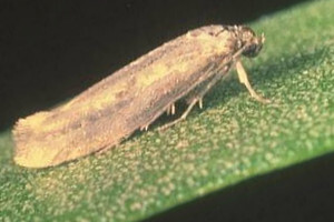 Predavanje o primjeni biološkog insekticida NeemAzal®TS