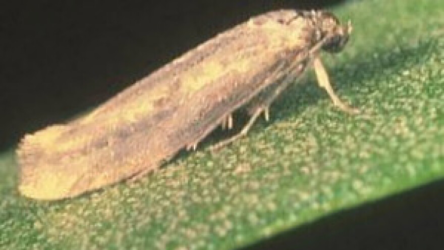 Predavanje o primjeni biološkog insekticida NeemAzal®TS