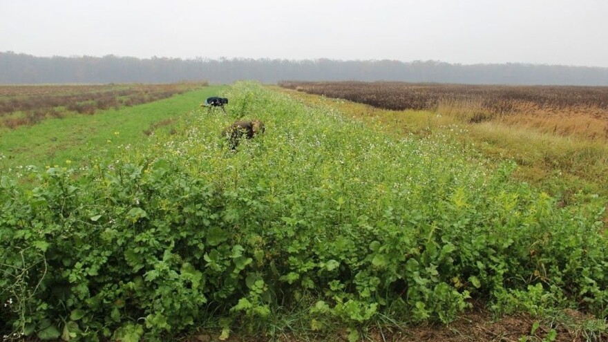 Mjera 16: Može li se sjetvom pokrovnih kultura smanjiti uporaba herbicida u soji?