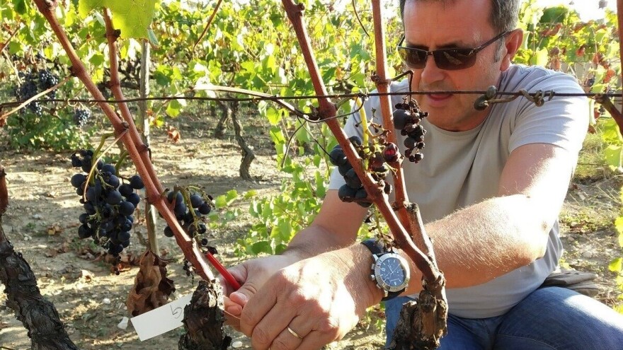 Otkrili i spasili 130 autohtonih sorti vinove loze, među njima Galac i Ruževina
