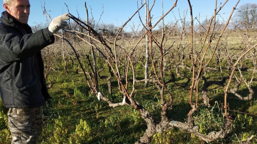 Treća revija hrvatskih autohtonih sorata "Vina od davnina"