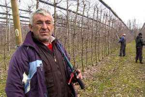 Miloš Ristivojević: Profesionalnih rezača voća, sve je manje