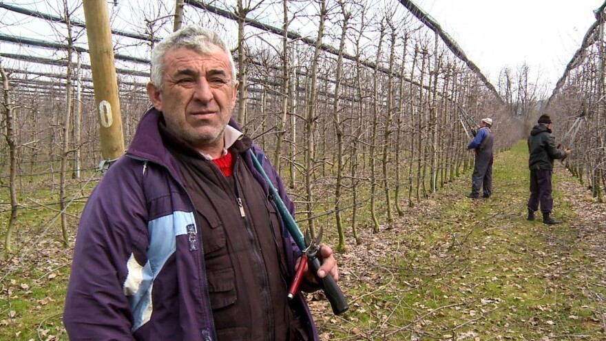 Miloš Ristivojević: Profesionalnih rezača voća, sve je manje