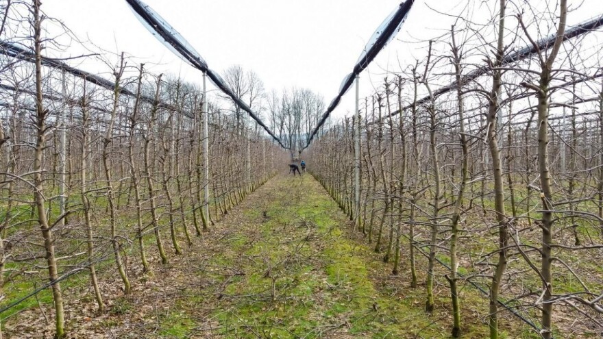 Gajenje uzrodica u mladim voćnjacima!