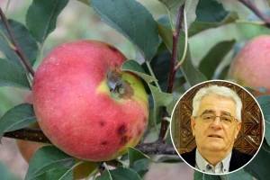 Sveti Frane - nesta u polju hrane