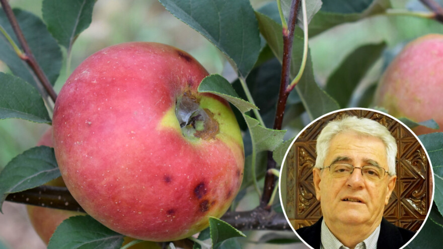 Sveti Frane - nesta u polju hrane