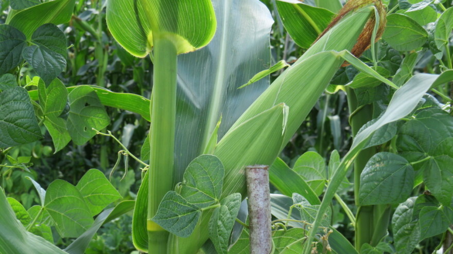 Moguće temperature i iznad 40°C - ugrožene sve jarine