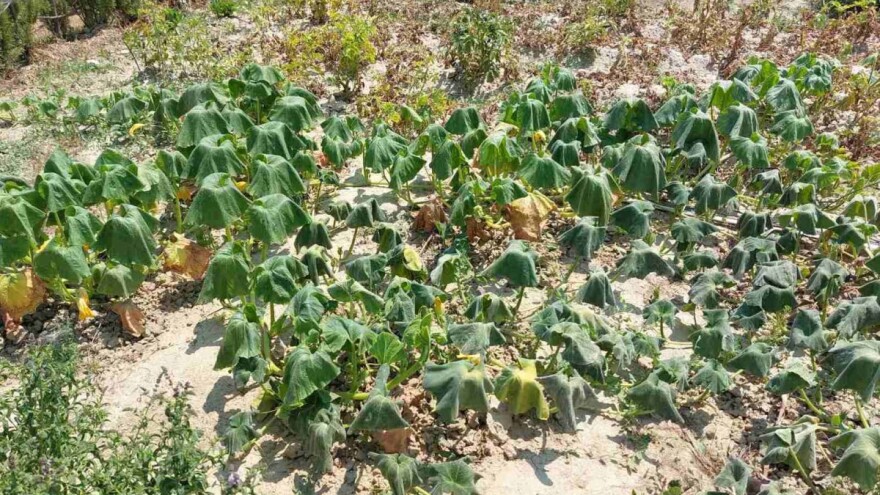 Sparno vrijeme, bez oborina - navodnjavajte rano ujutro i kasno navečer