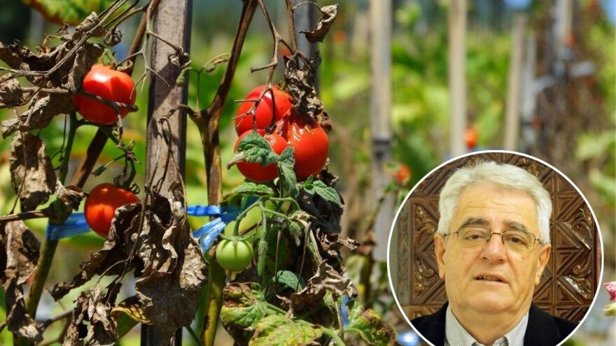 Nema promjene - sve tegobe koje nam donose vrući dani se nastavljaju