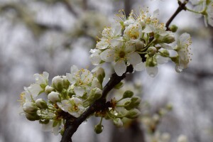 Nema opasnosti od pojave mraza, ali očekujte pljuskove
