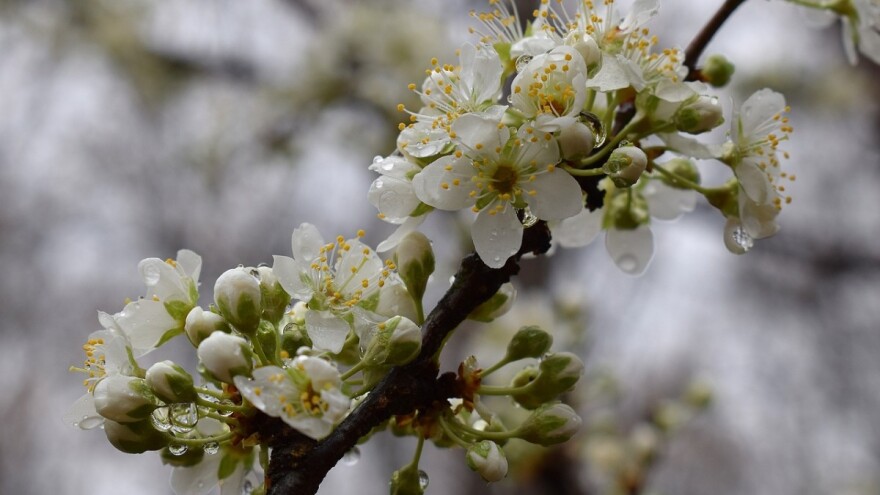 Nema opasnosti od pojave mraza, ali očekujte pljuskove