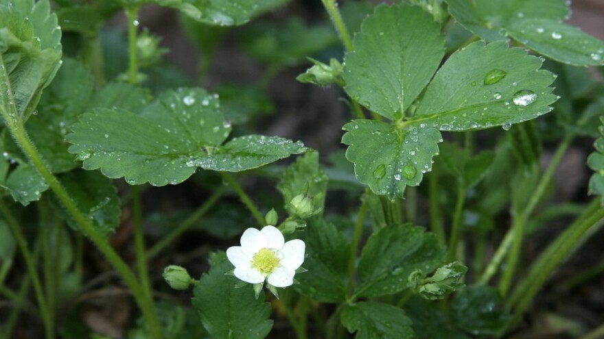 Lokalni pljuskovi u prvomajsko poslijepodne