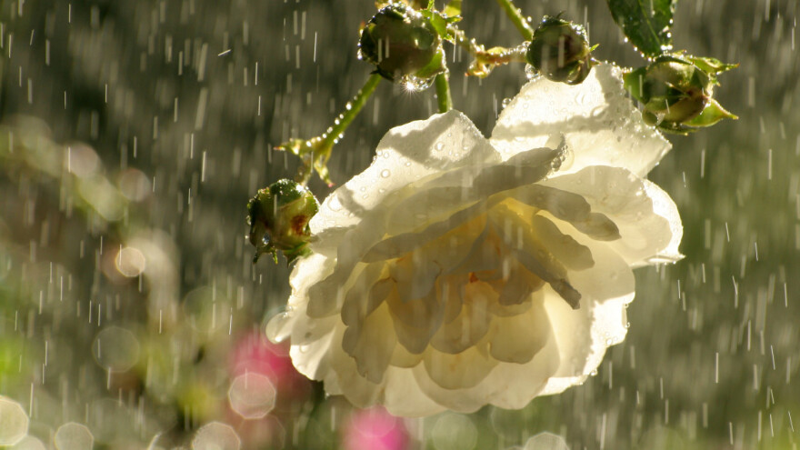 Red sunca, red pljuskova, red grmljavine...