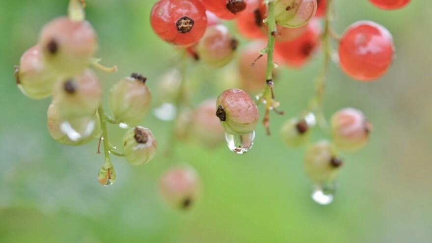 Maksimum padavina u srijedu i četvrtak, moguća pojava grada