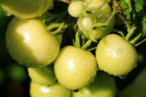 Vikend obavijen oblacima, grmljavinom, pljuskovima i visokom temperaturom