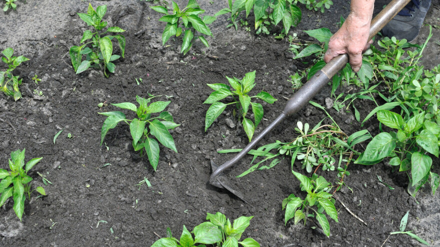 Stabilizira se vrijeme, lokalni pljuskovi neizbježni, temperature rastu