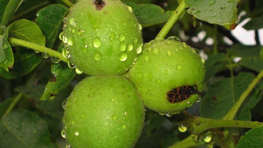 Od subote do utorka - oblačno sa grmljavinom i lokalnim pljuskovima