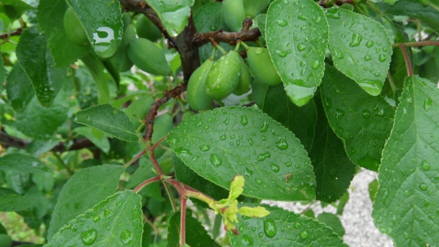 Više padavina izgledno u centralnim područjima i sjeveru zemlje
