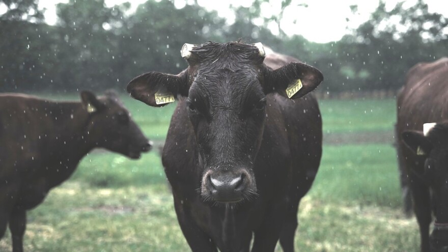 Zaštitite biljke i životinje od jakog vjetra, obilnih oborina i moguće tuče