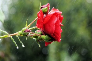 Mogući pljuskovi, moguće grmljavine, ali i ljetne temperature