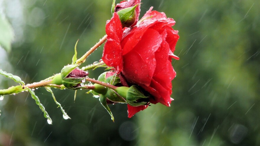 Mogući pljuskovi, moguće grmljavine, ali i ljetne temperature