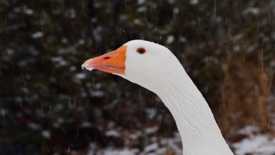 Zima je zagrizla, snijeg i u sljedećim danima