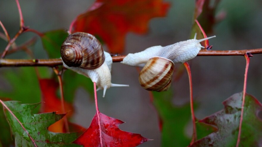 Padavine u većim količinama do srijede, a onda djelomično stabilnije