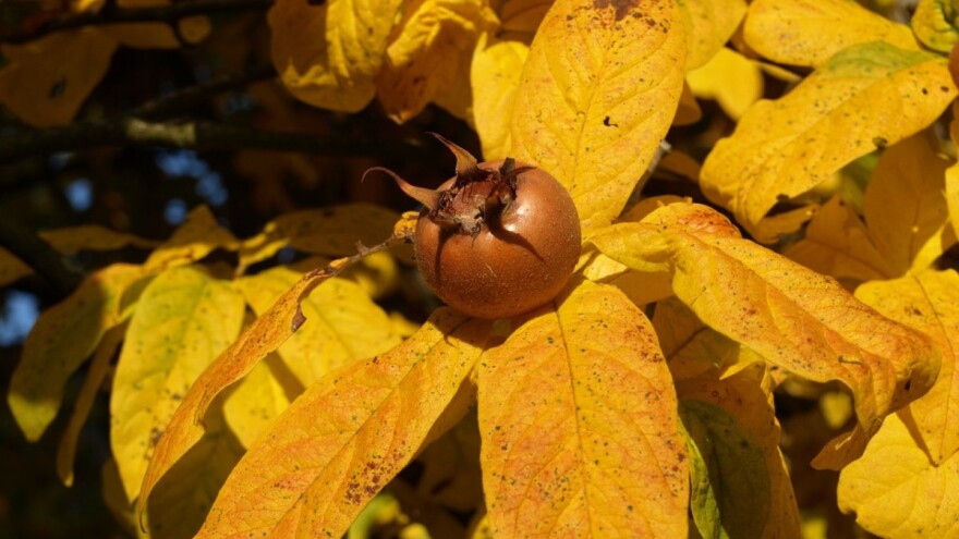 Dnevne temperature preko 20 °C - moglo bi pasti i malo kiše