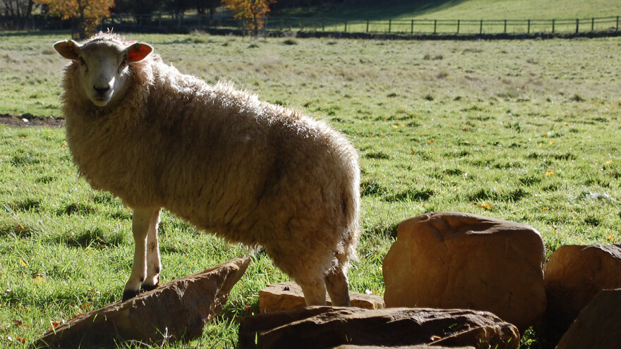 Minusi na vidiku: Stiže zahlađenje i mogući mrazevi