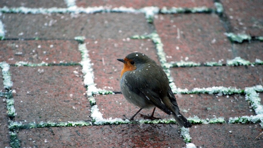 Pokoja pahulja u nedjelju donijet će snijeg i kišu u narednim danima