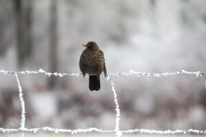 Jači mrazevi sredinom sedmice - stiže i pogoršanje