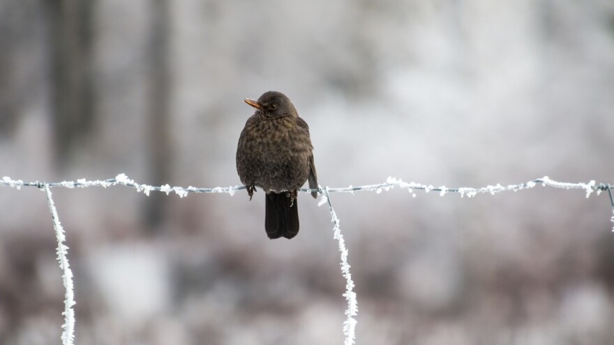 Jači mrazevi sredinom sedmice - stiže i pogoršanje