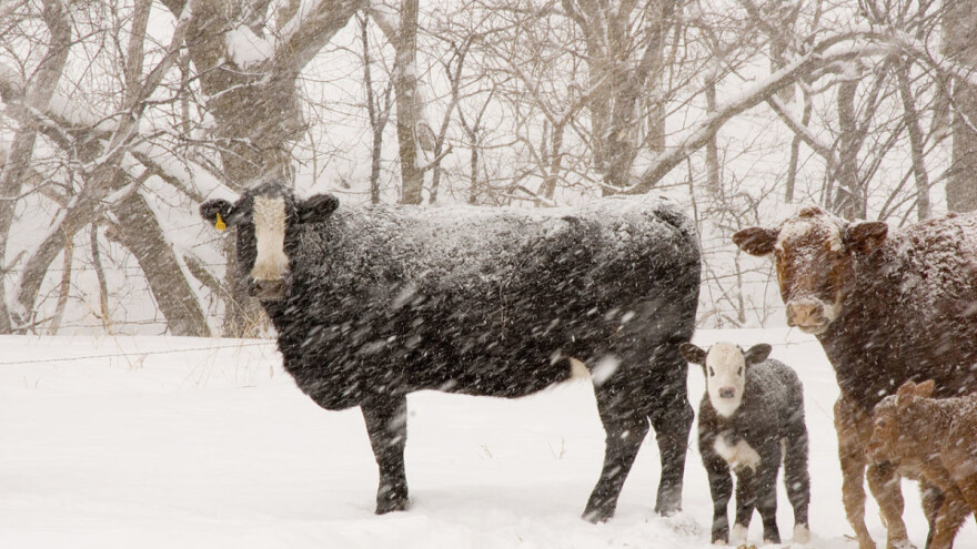 Snijeg ne misli prestati padati