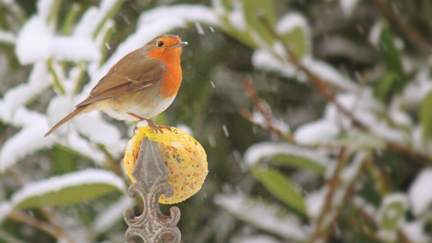 Kiša i snijeg: Ove sedmice padavine širom zemlje
