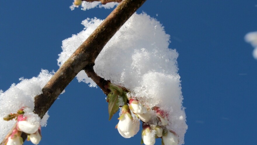 Mart i zima ako zubom ne ugrizu, repom ošinu