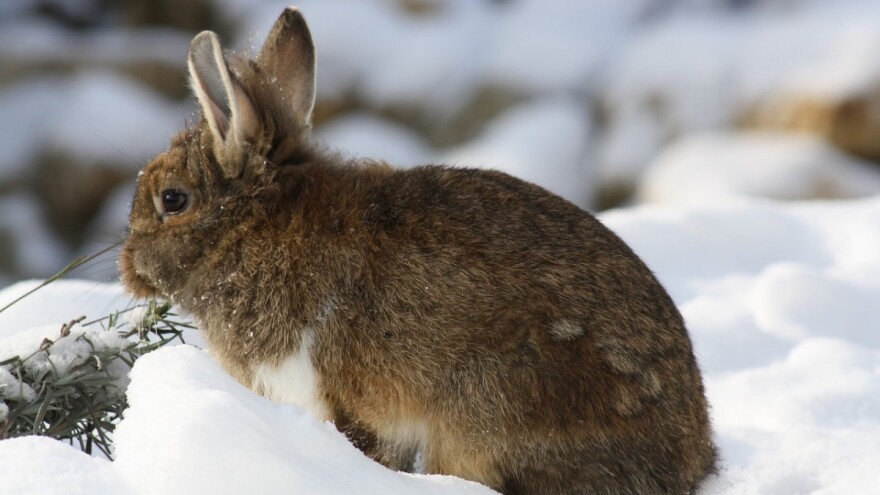 Zeko će tražiti mamu - čeka nas debeli snježni pokrivač i debeli minus
