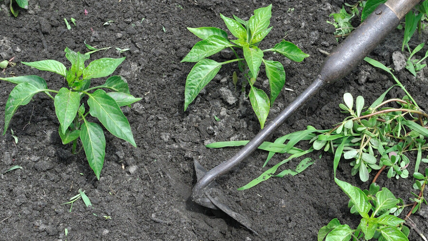 Mogući pljuskovi, ali ipak potrebna plitka obrada tla