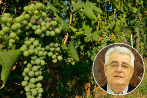 Tko želi vino piti, mora stalno u vinogradu biti