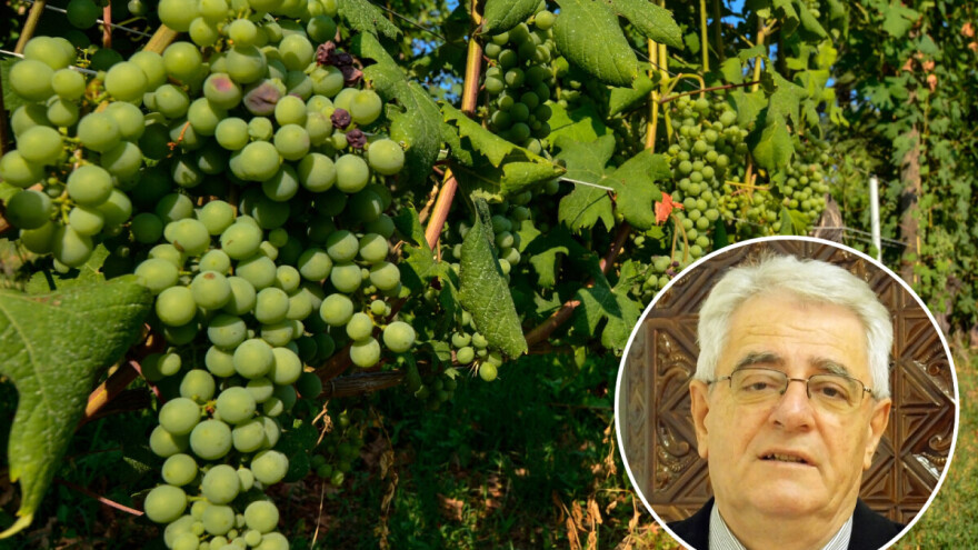 Tko želi vino piti, mora stalno u vinogradu biti